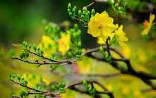 Hoa mai: Phương pháp trồng, chăm sóc và ý nghĩa của hoa mai trong dịp Tết
